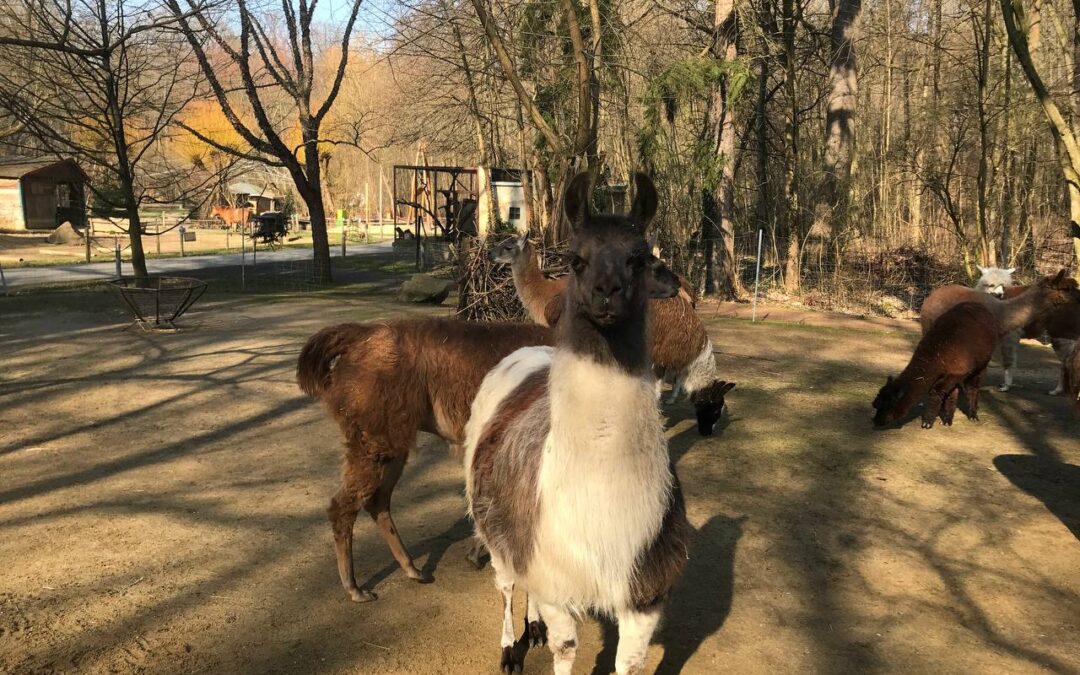 Lamaquadrillie zum Sommer-Fest im Zittauer Tierpark